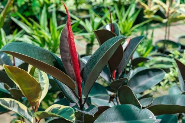 Chainise Rubber Plant - Plants Glory