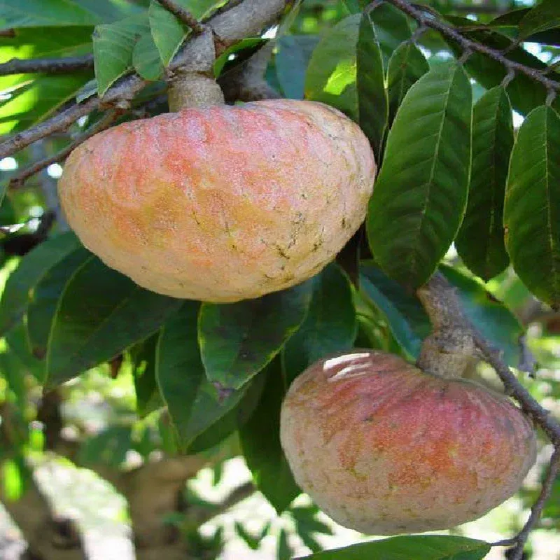 Annona Reticulata Ramphal Grafted Fruit Plant - Plants Glory