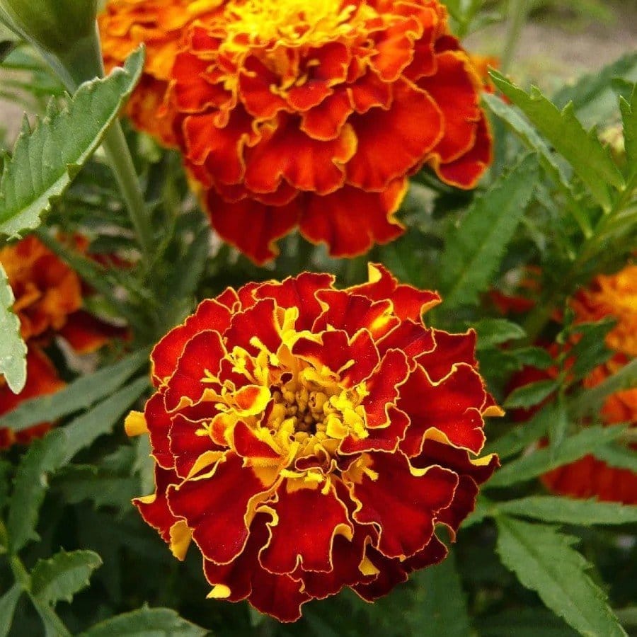 French Marigold Red - Plants Glory