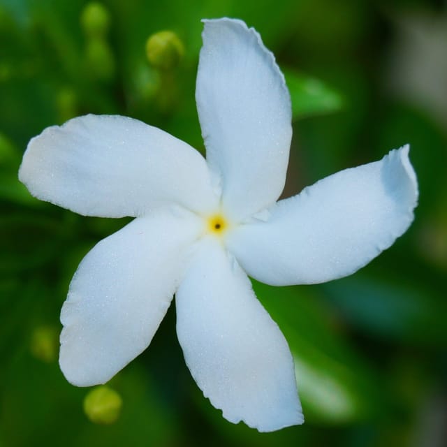 Indian Jasmine Flower Plant White - Plants Glory