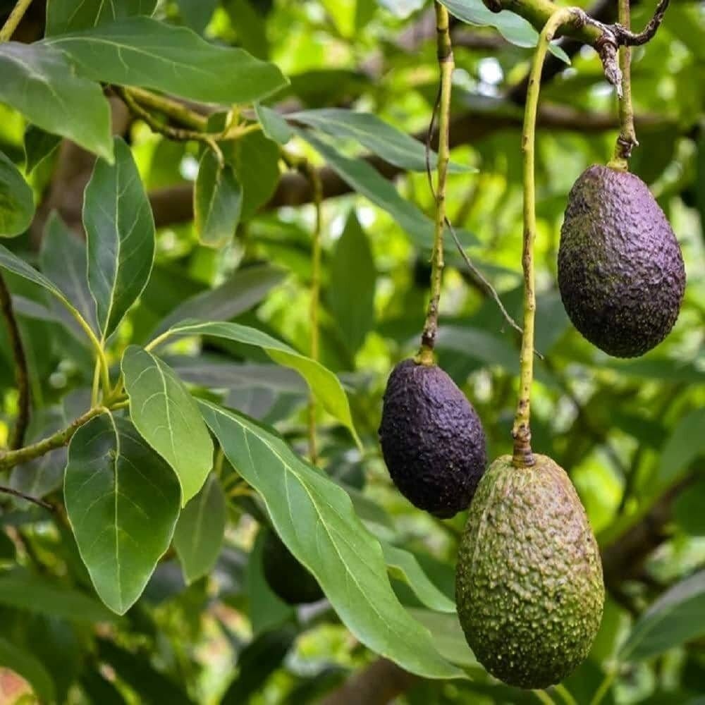 Hot Climate Avocado | Grafted & Hybrid Fruit Plant - Plants Glory