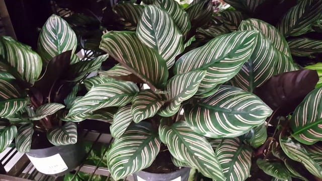 Calathea Indoor Plant (PG-100027) - Plants Glory