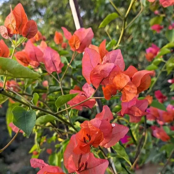 Zakirana Bougainvellia Flower Plant Orange - Plants Glory Zakirana Bougainvellia Flower Plant Orange - Plants Glory