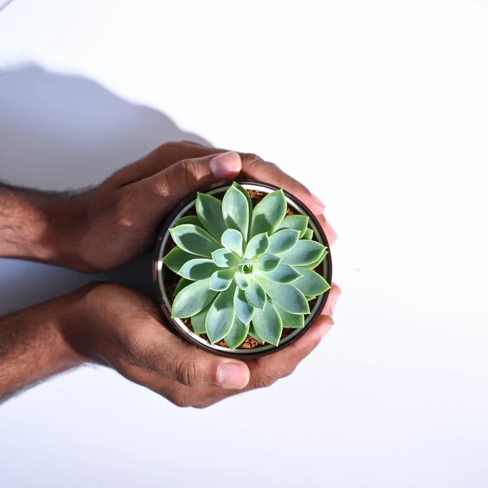 Echeveria Pegasus Sacculents - Plants Glory