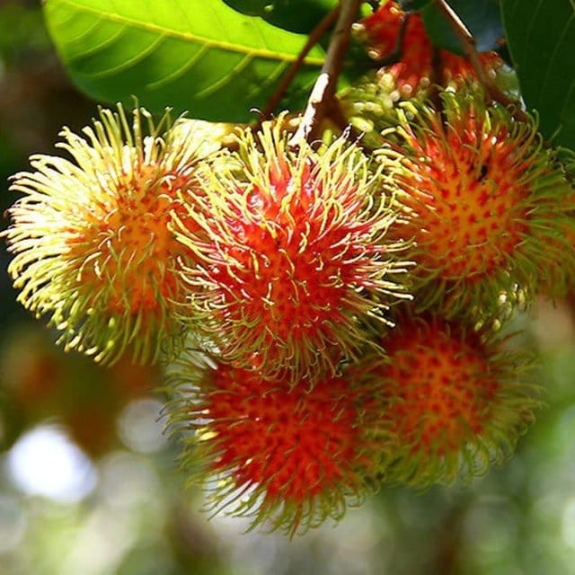 Rambutan Fruit Plant - Plants Glory Rambutan Fruit Plant - Plants Glory
