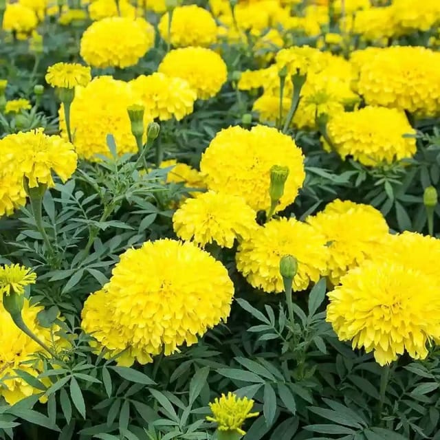 African Marigold Flower Plant Yellow - Plants Glory