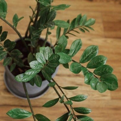 Zz Indoor Plant - Plants Glory