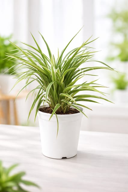 Spider (Chlorophytum comosum) Plant -Vrikshani