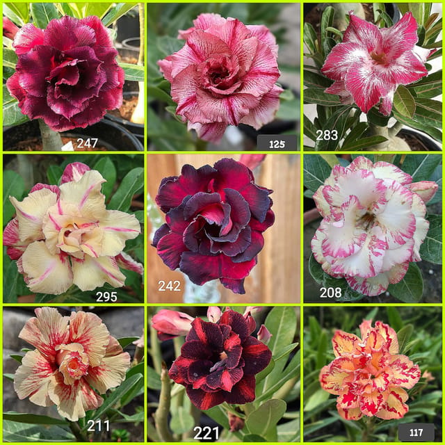 9 Adenium Grafted Plants Combo Pack | Assorted Imported Flowering Desert Rose Plants | Multi Color Varieties