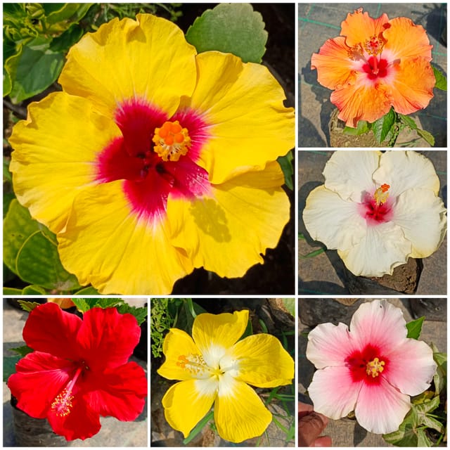 6 Plants Australian Hibiscus Plant Combo | Assorted Flowering Hibiscus Plants 6 Plants Australian Hibiscus Plant Combo | Assorted Flowering Hibiscus Plants