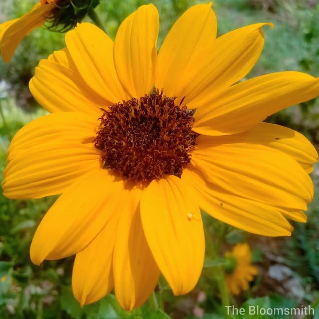 Miniature Multi-Bloom Sunflower - The Bloomsmith Miniature Multi-Bloom Sunflower - The Bloomsmith