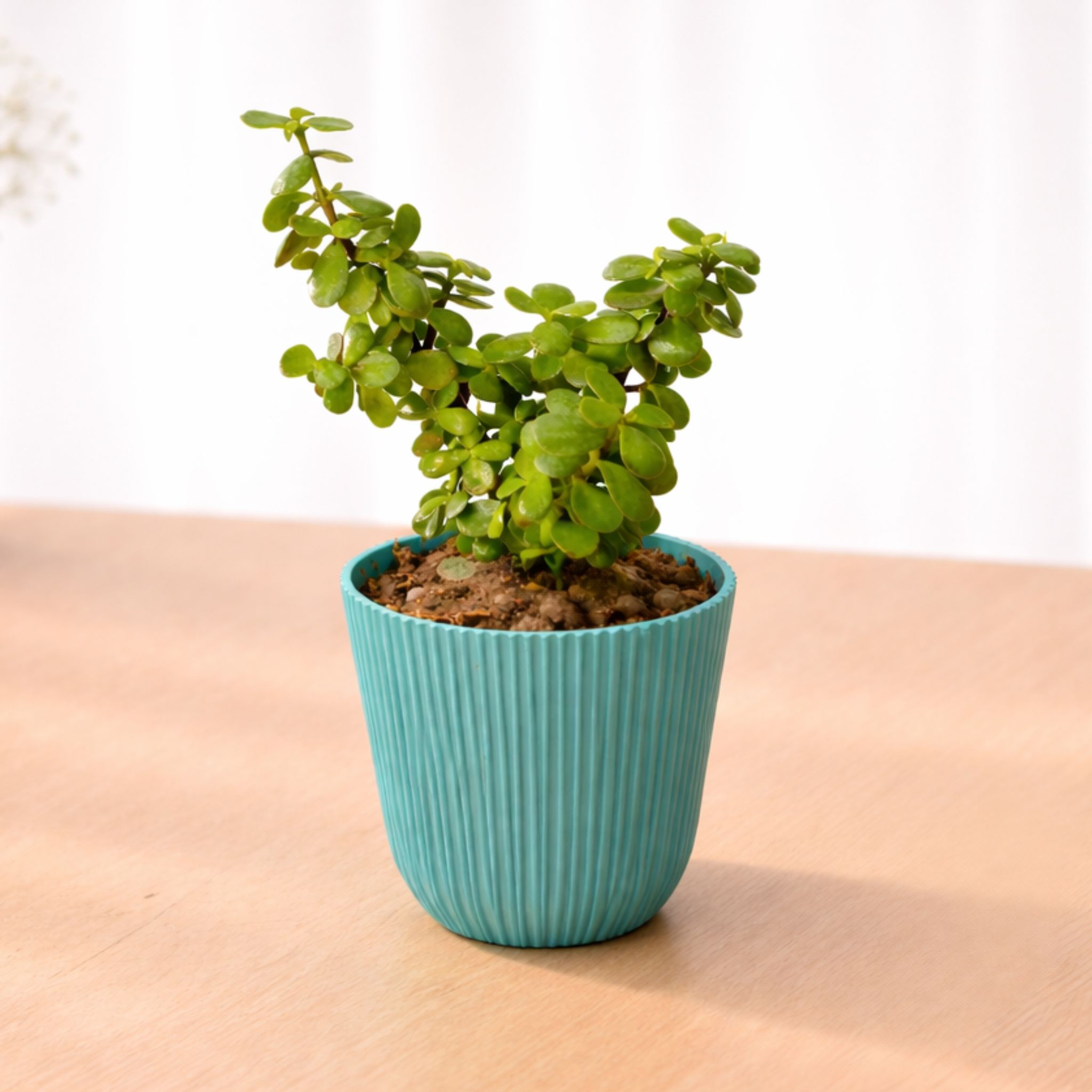 Jade Plant (Crassula ovata) Flute Pot | Succulent - Vrikshani
