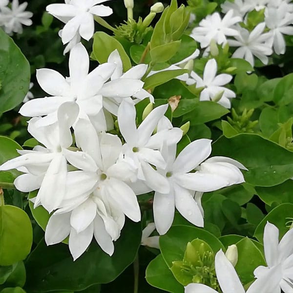 Jasmine (Mogra) Plant - Vrikshani
