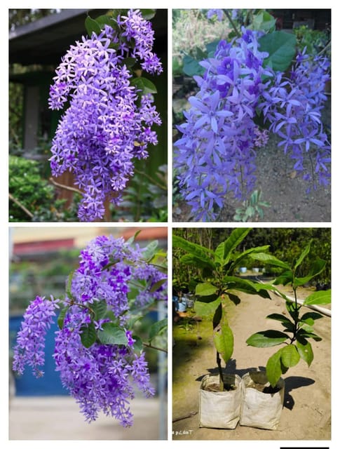Purple Petrea Volubilis Vine Plant-Shikha Plant Nursery Purple Petrea Volubilis Vine Plant-Shikha Plant Nursery