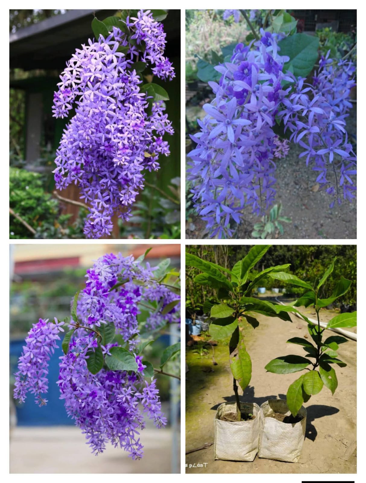 Purple Petrea Volubilis Vine Plant-Shikha Plant Nursery