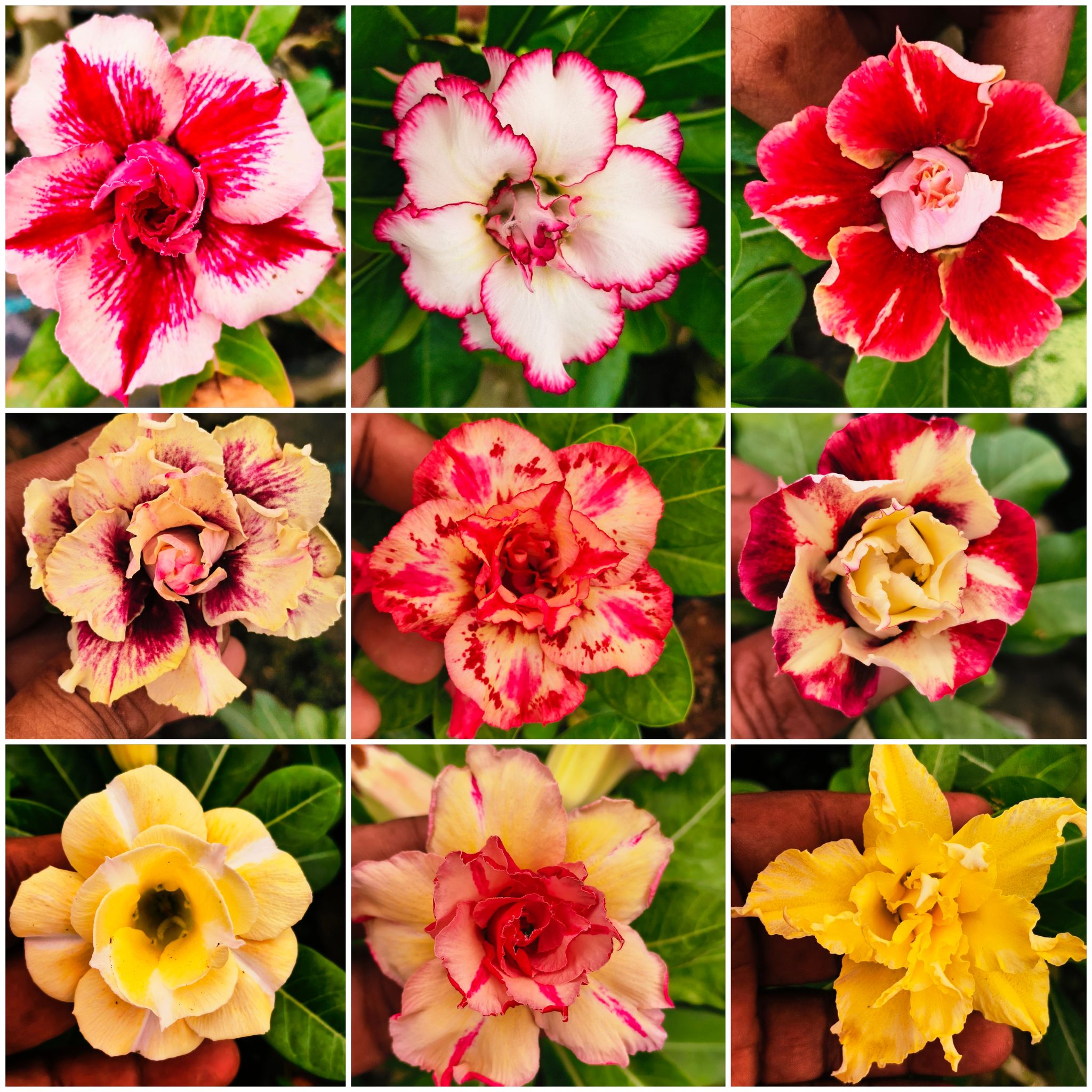 Rosy Adenium Thai Variety Combo Pack of 9  Plants | Assorted Grafted Desert Rose Plants | Exotic Flowering Succulents for Home Garden, Balcony & Terrace