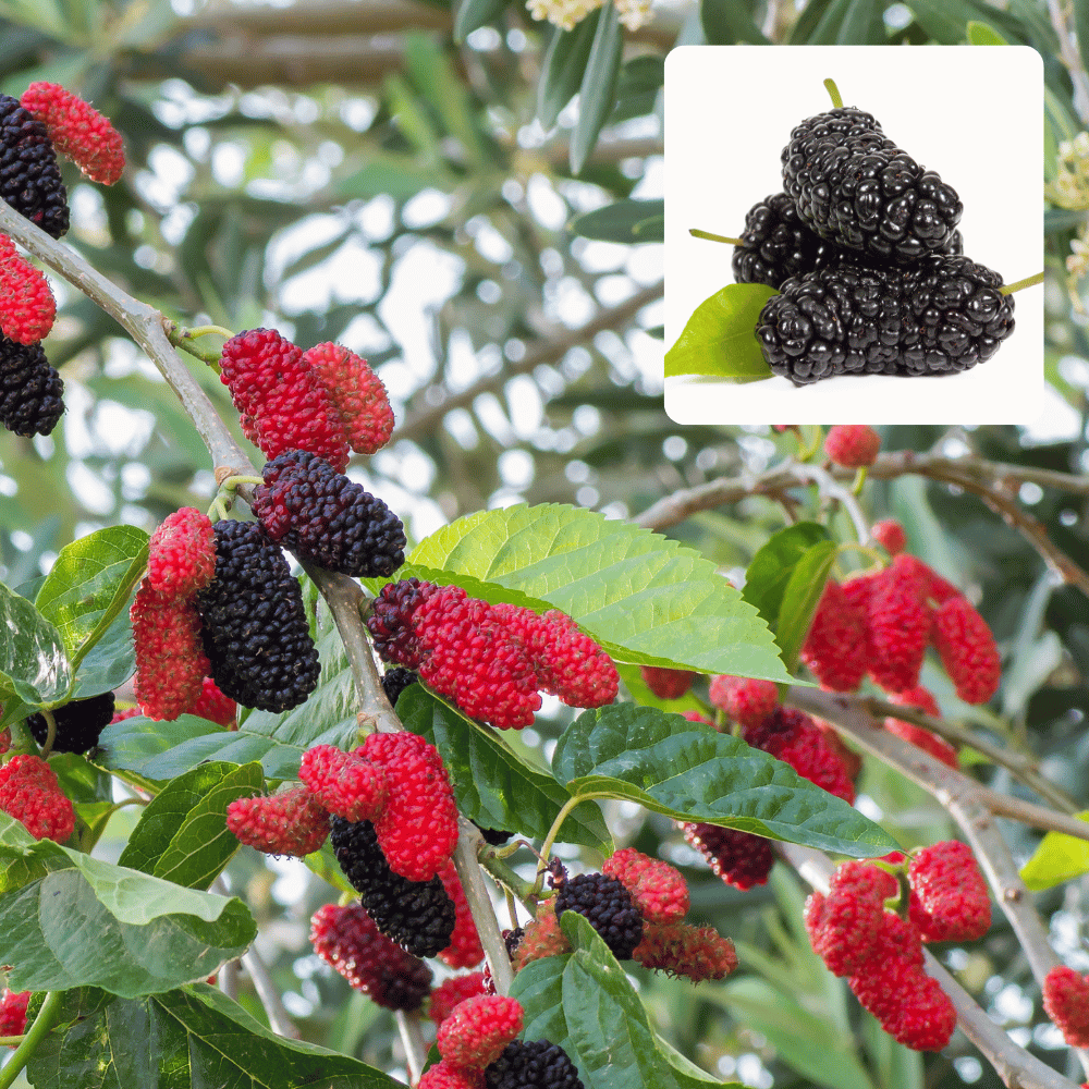 Shorts Mulberry Fruit Plants For Home & Gardening - Agro Nursery