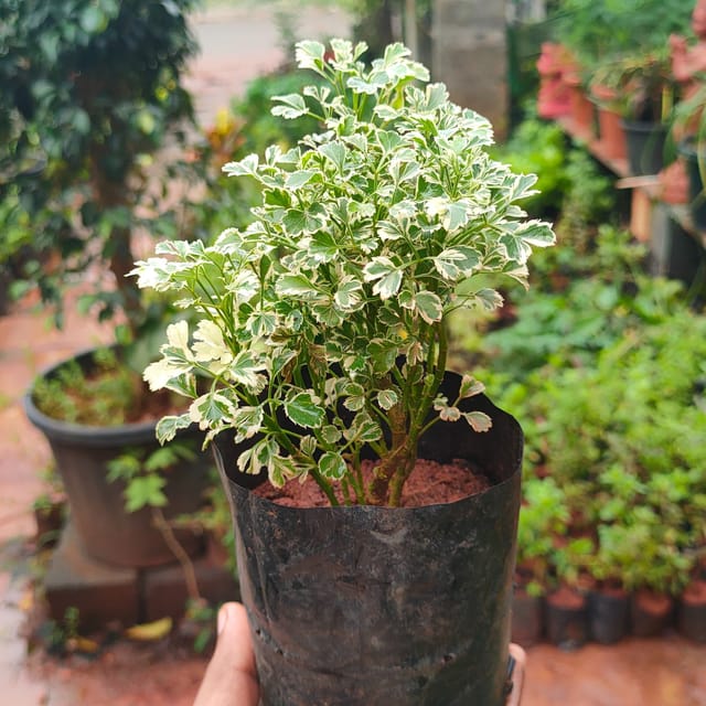 Aralia Plant (Hybrid, Pack Of 1) Aralia Plant (Hybrid, Pack Of 1)