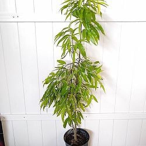 Ashok Plant (Hybrid, Pack Of 1) Ashok Plant (Hybrid, Pack Of 1)