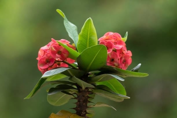 Euphorbia Plant (Hybrid, Pack Of 1)