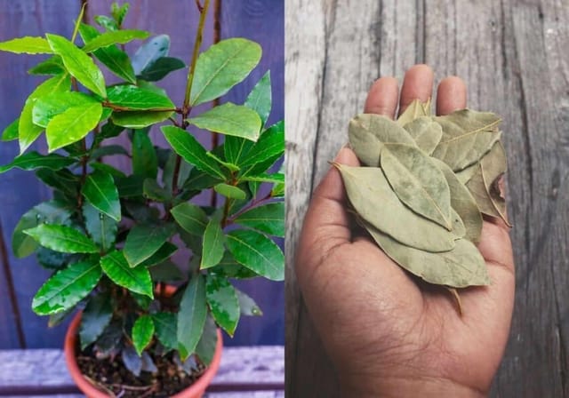 Bay Leaf Plant (Hybrid, Pack Of 1) Bay Leaf Plant (Hybrid, Pack Of 1)