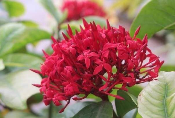 Ixora Singaporensis Red Flowering Plant (Hybrid, Pack Of 1)