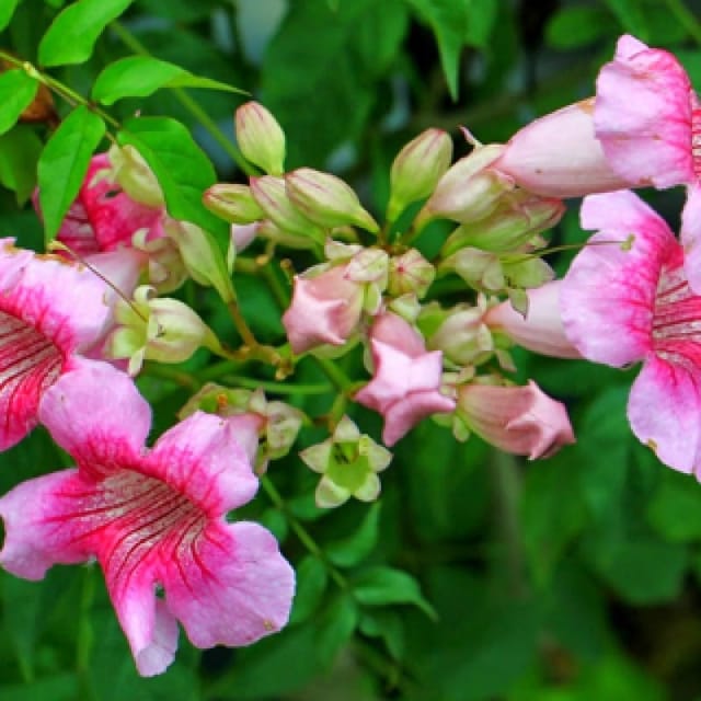 Tecoma Plant (Hybrid, Pack Of 1)