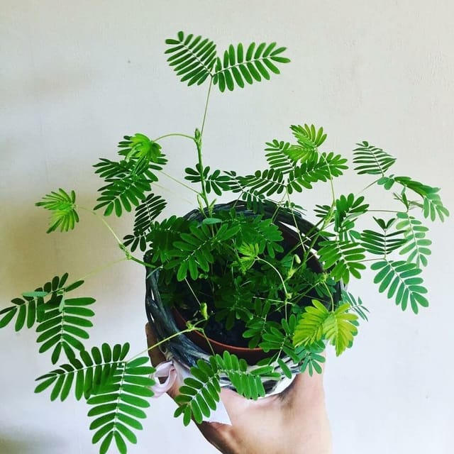 Mimosa Pudica Sensitive Plant Mimosa Pudica Sensitive Plant
