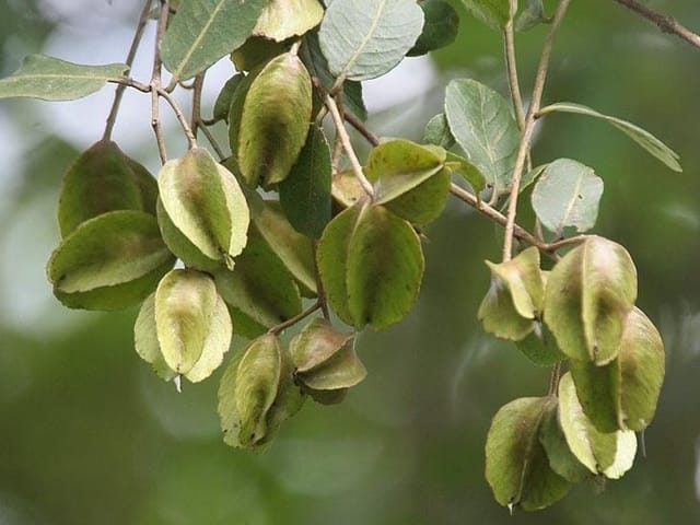 Terminalia/ Arjuna Plant (Hybrid, Pack Of 1)