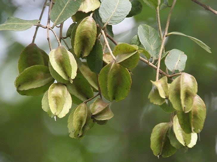 Terminalia/ Arjuna Plant (Hybrid, Pack Of 1)