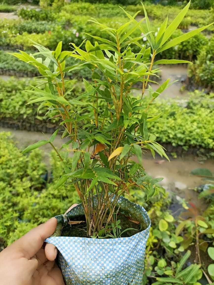 Mini Bamboo Hybrid Plant For Indoor