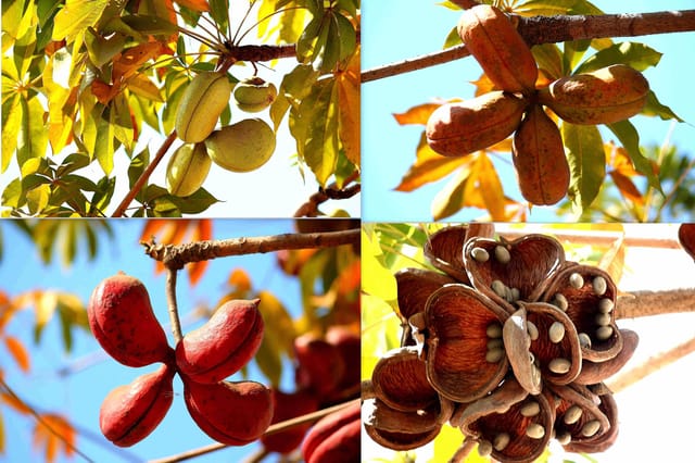 Almond Plant (Hybrid, Pack Of 1) Almond Plant (Hybrid, Pack Of 1)