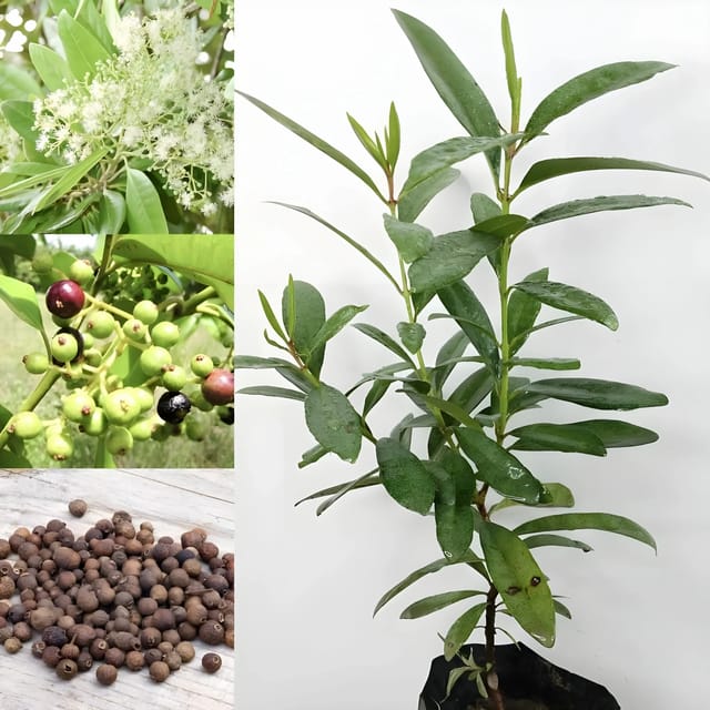 All Spice Plant | For Home Garden