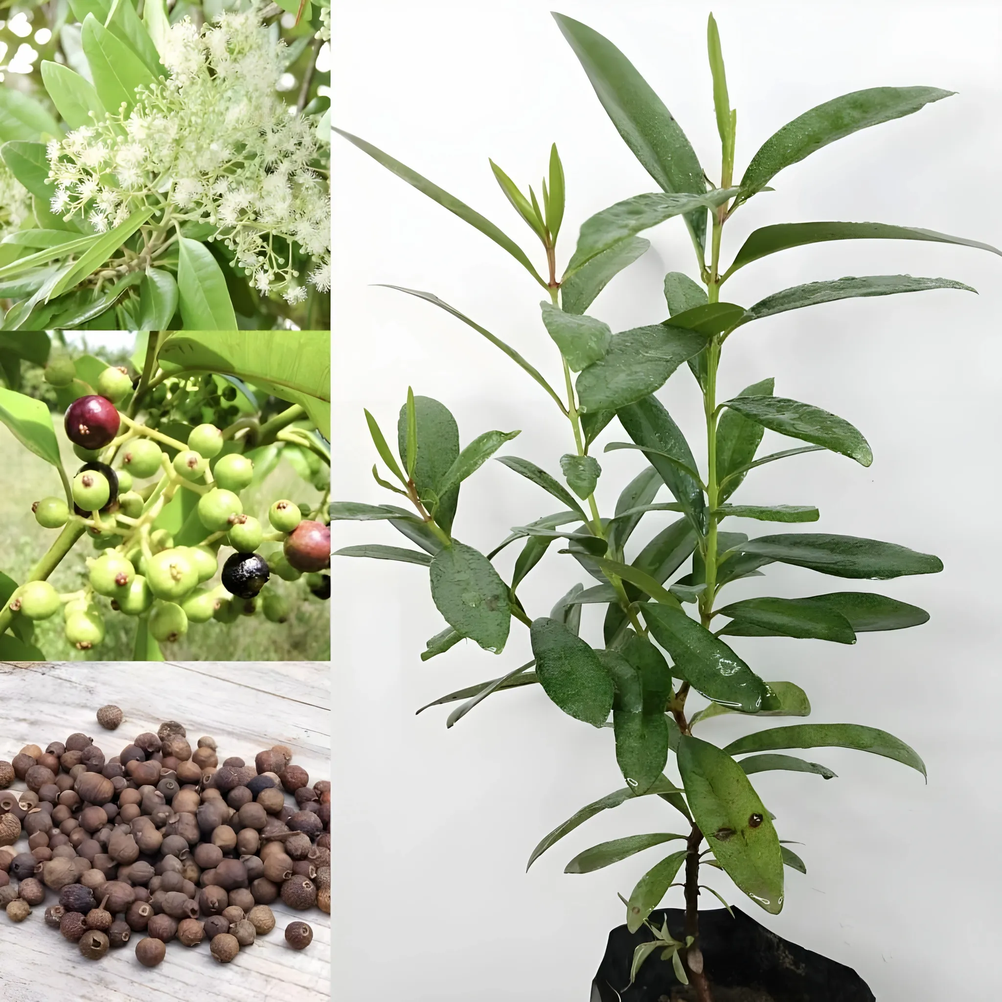 All Spice Plant | For Home Garden