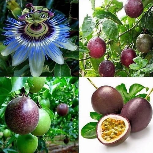 Passion Plant (Hybrid, Pack Of 1) Passion Plant (Hybrid, Pack Of 1)