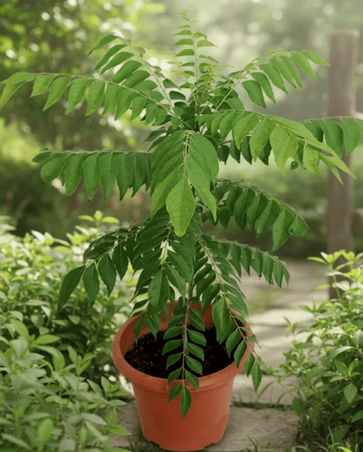 Hybrid Curry Leaf Plant | For Home Garden Hybrid Curry Leaf Plant | For Home Garden