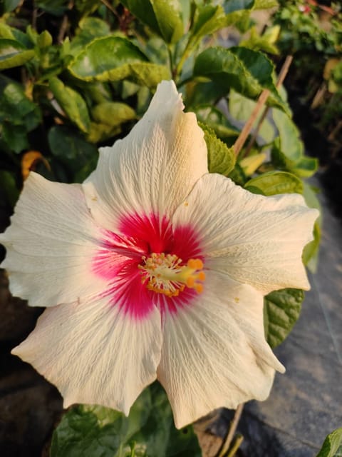 White and Red Hibiscus Plant | For Home Garden