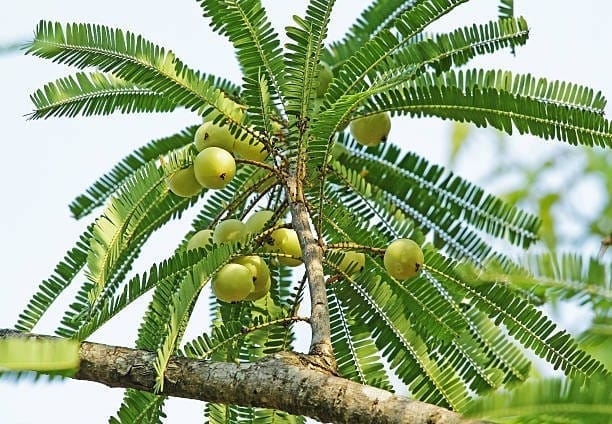 Amla Grafted Plant Hybrid