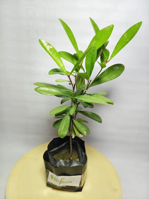 All Spice Plant (Hybrid, Pack Of 1)