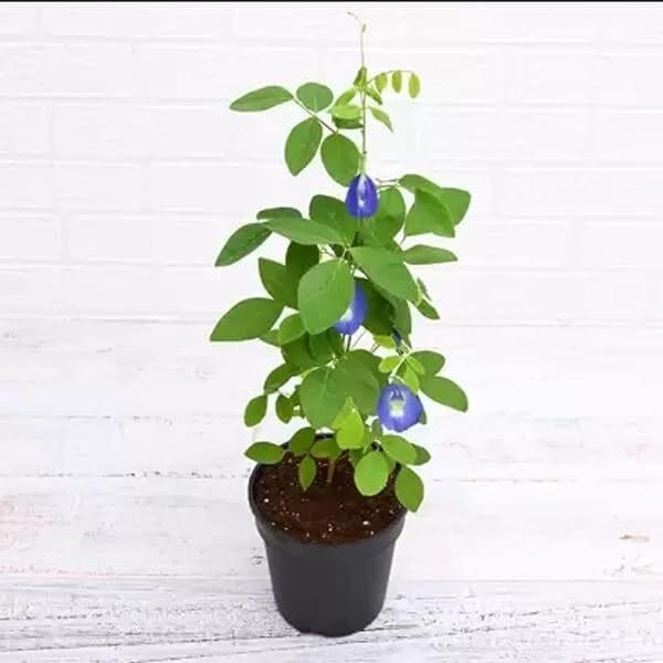 Aparajita/ Butterfly Pea Plant (Hybrid, Pack Of 1) Aparajita/ Butterfly Pea Plant (Hybrid, Pack Of 1)