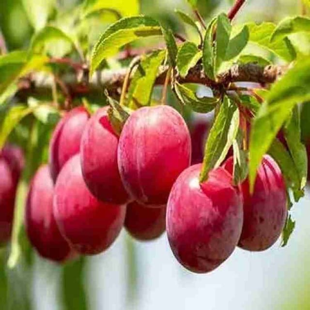 Aloo Bukhara/ Plum Plant (Hybrid, Pack Of 1) Aloo Bukhara/ Plum Plant (Hybrid, Pack Of 1)