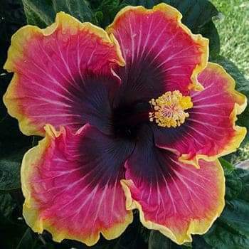 Australian Hibiscus Plant | For Home Garden Australian Hibiscus Plant | For Home Garden