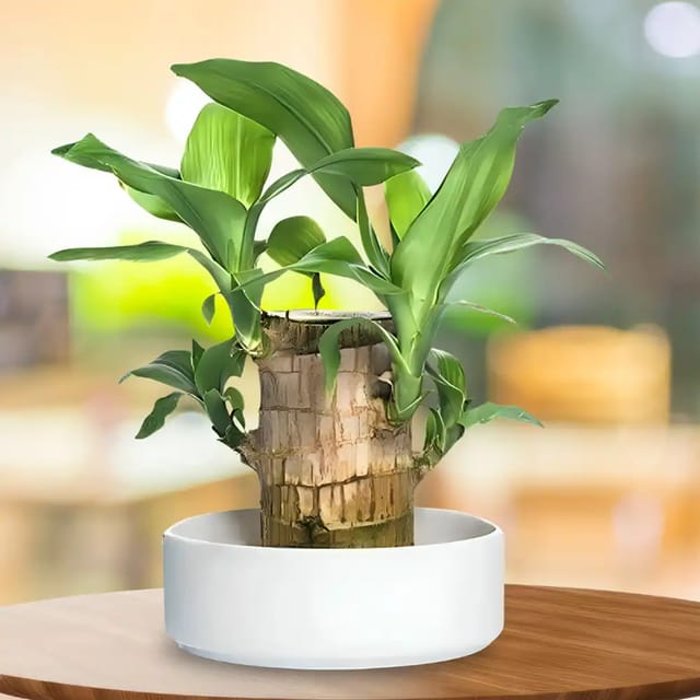 Brazilian Lucky Wood Plant Brazilian Lucky Wood Plant