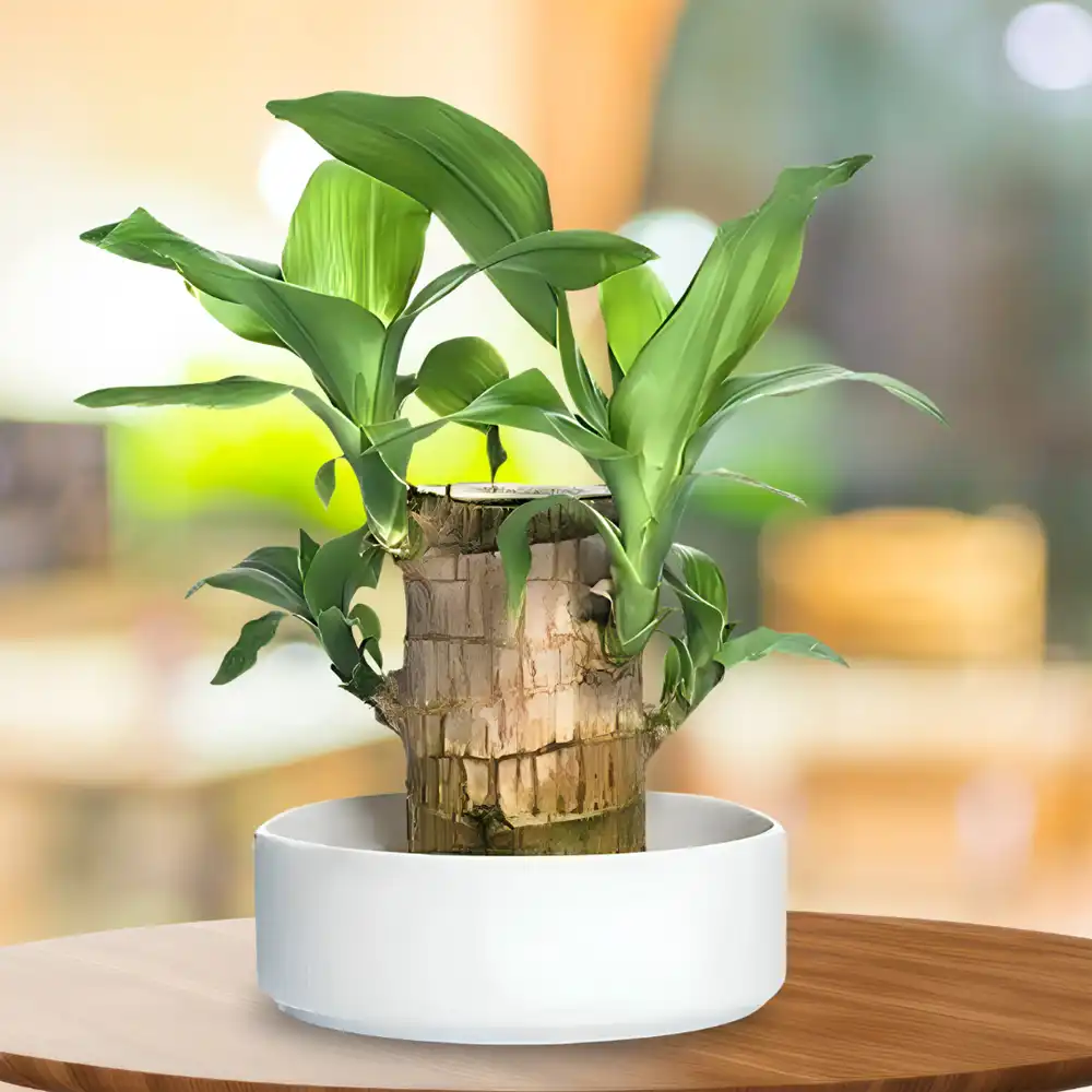 Brazilian Lucky Wood Plant
