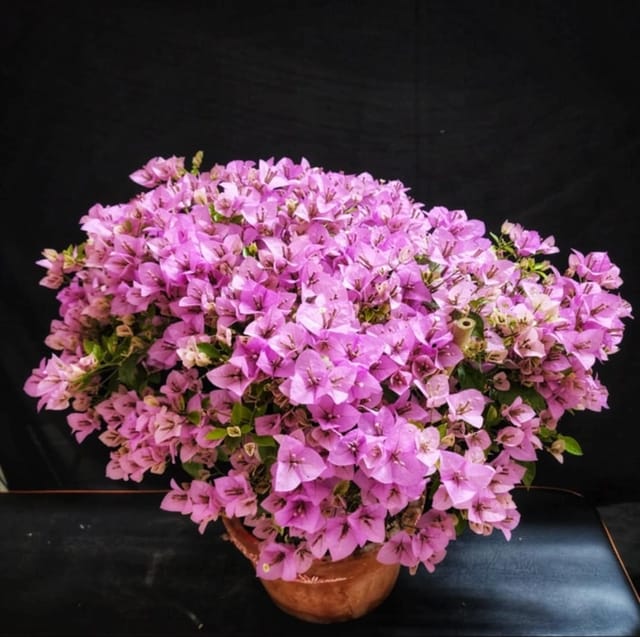H B Singh Bougainvillea Fower Plant