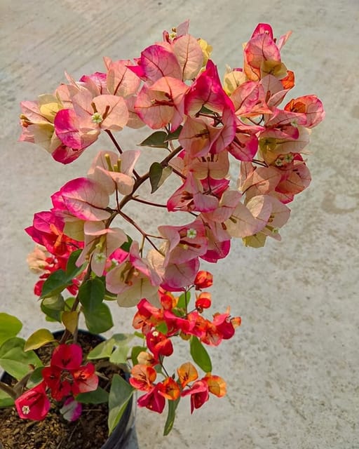 Thai Chitra Bougainvillea Fower Plant Thai Chitra Bougainvillea Fower Plant