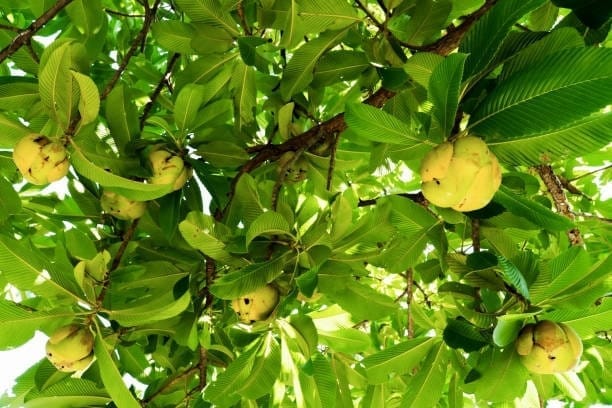 Elephant Apple Plant (Hybrid, Pack Of 1)