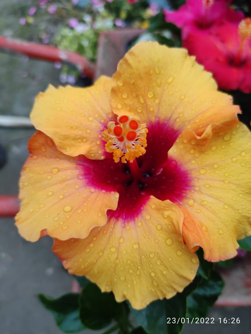 Australian Hibiscus Plant For Your Home And Garden Area