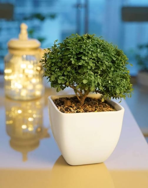 Table Kamini Indoor Plant Table Kamini Indoor Plant