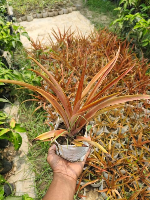 Rare Red Pineapple Fruit Plant Hybrid variety Rare Red Pineapple Fruit Plant Hybrid variety
